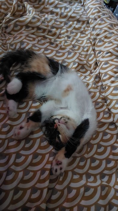 Отдам котят бесплатно