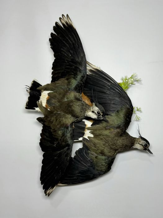 Таксидермія опудало