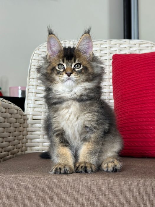 Dracarys- Kocurek Maine Coon