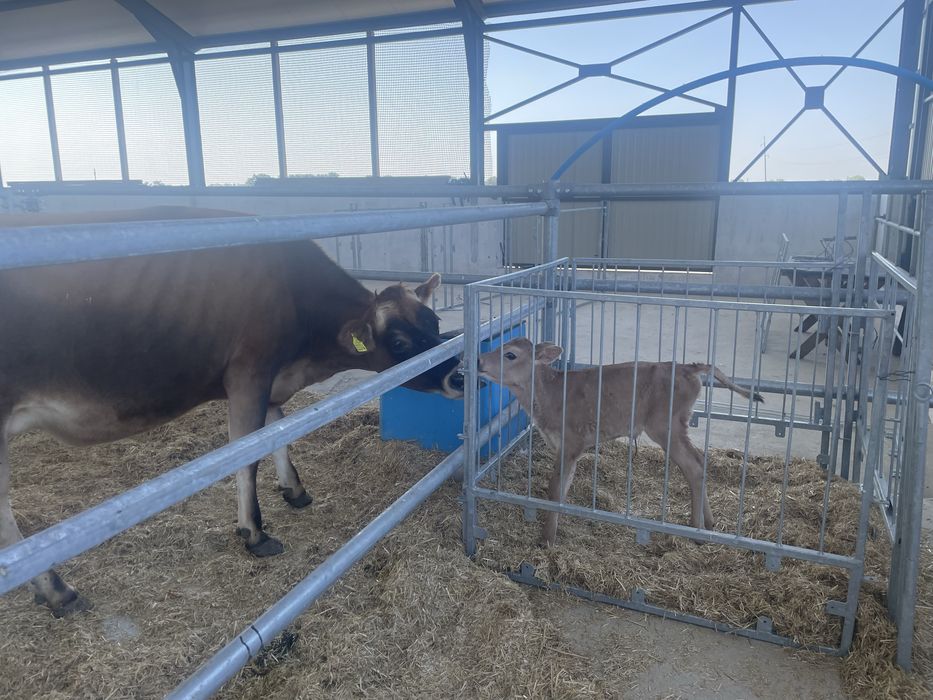 Продам бичок Джерсейської породи на племʼя,  100% Джерсейська порода