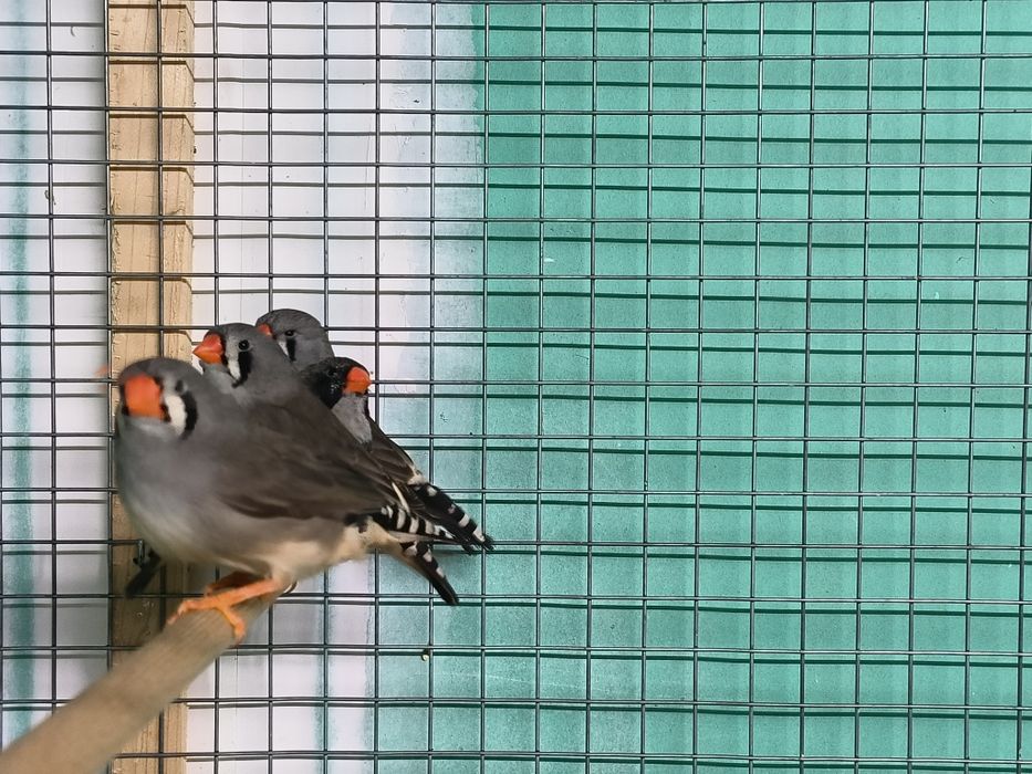 Mandarins exposição