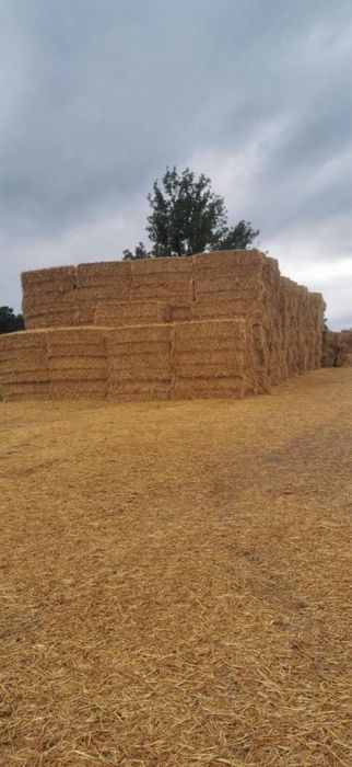 Słoma duża kostka duże kostki słomy pszenica jęczmień