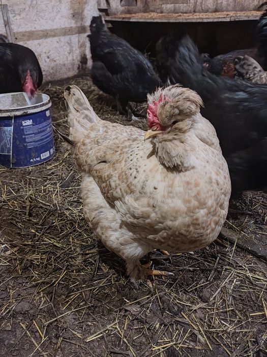 Інкубаційне яйце чубатих курочок