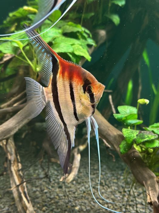 Skalary Manacapuru red back  F2