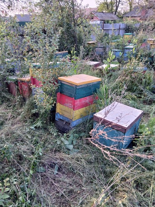 Продам вулики паливом рогаті