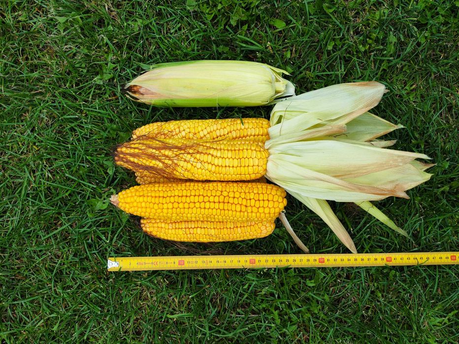 Kolby kukurydzy DUŻE 50 szt tegoroczne