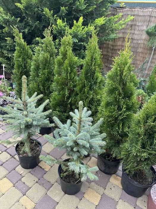 Продам цветы Антуриум