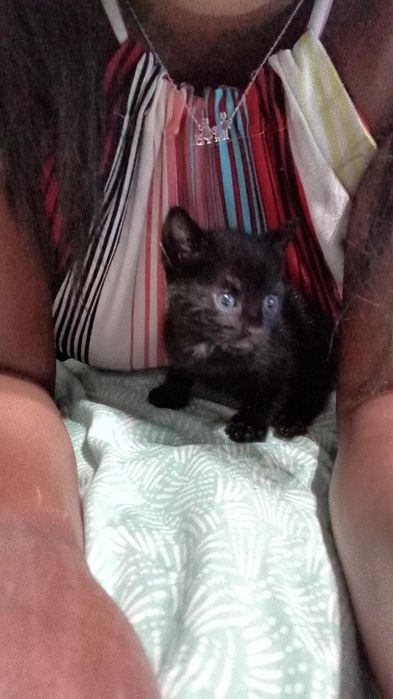 Gatinhos para adoção ja estao todos  reservados