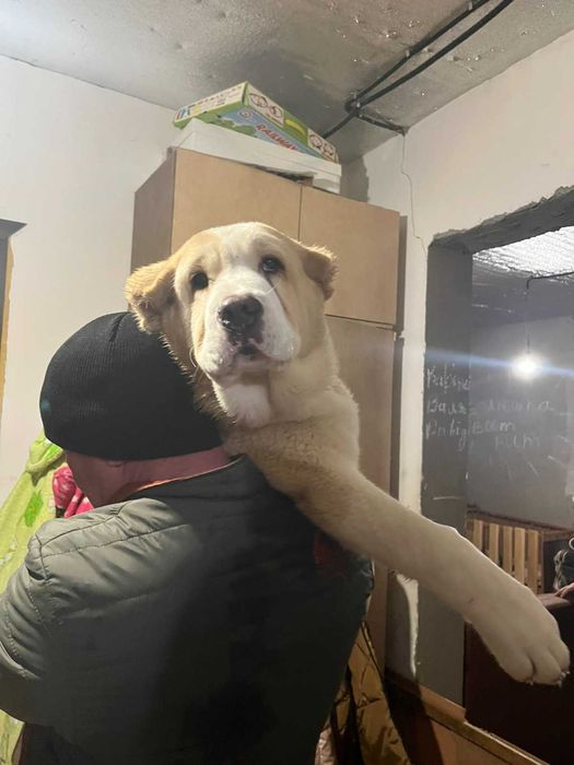 Среднеазіатська вівчарка