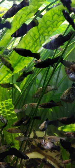 młode molinezje czarno srebrne