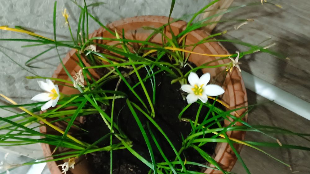 Вазон зефірантеса