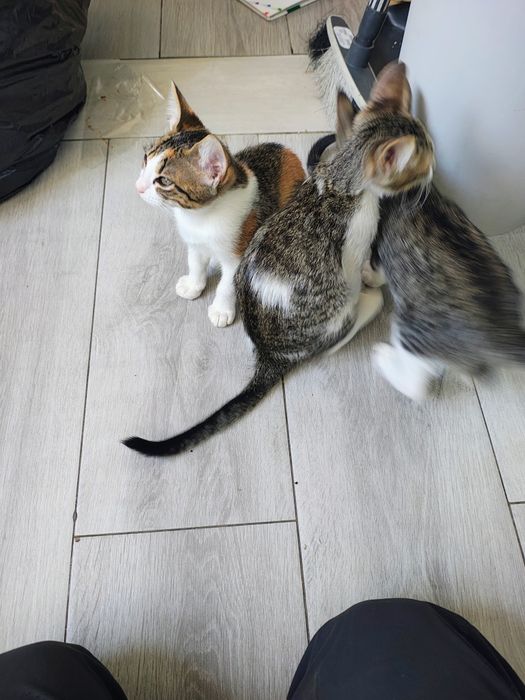 Gatos à procura de um novo lar