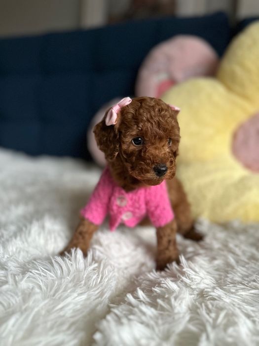 Piękna Suczka Pudel Toy! Badania Genetyczne!