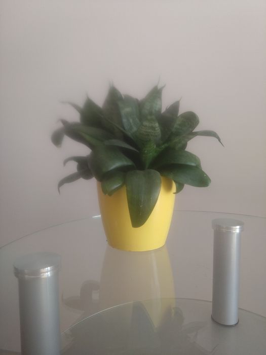 Sansevieria trifasciata 'Green Hahnii'