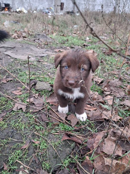 Чарівні цуценята в добрі руки