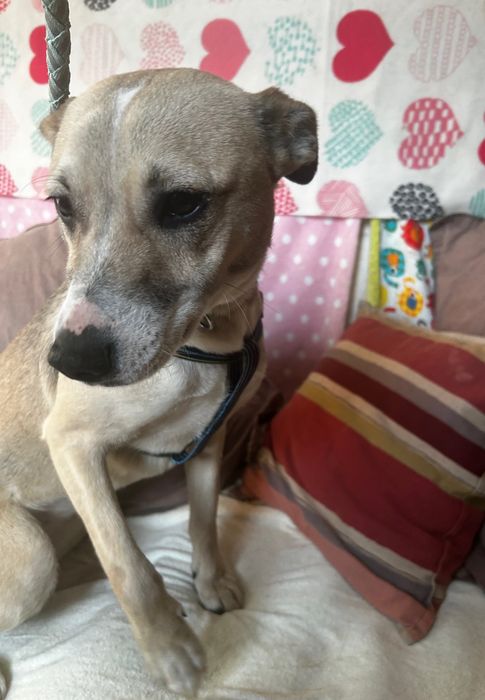 Suczka do adopcji DIUNA