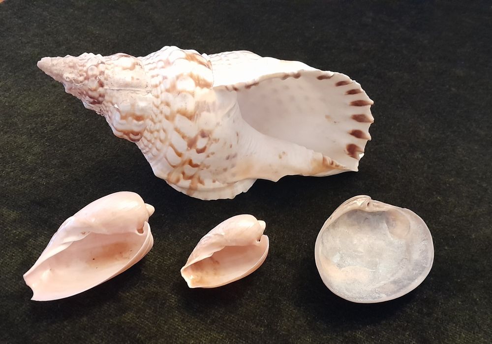 Búzios grande e peq