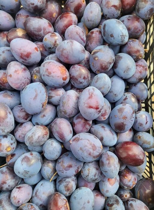 Śliwka z ogrodu 10kg niepryskana