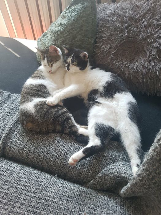 Oddam  dwie kotki siostry