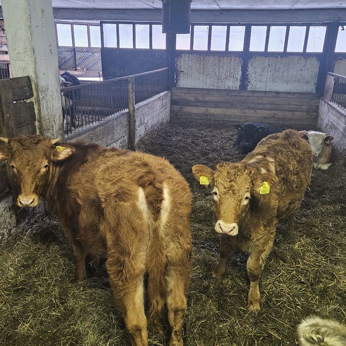 Sprzedam jalowki miesne