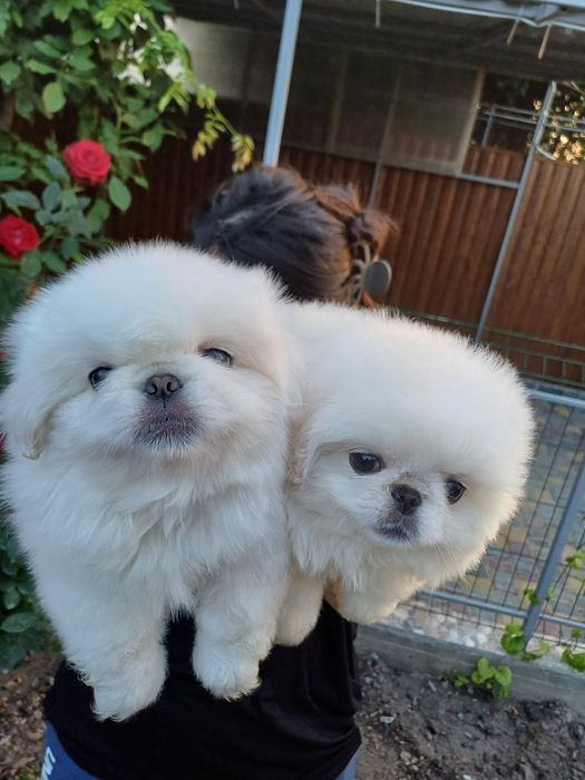 Два белоснежных облачка.