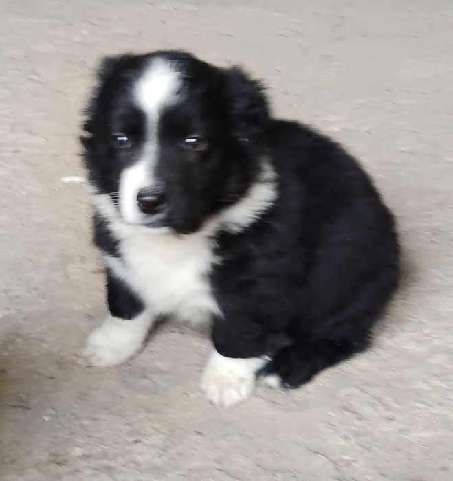 Oddam pieski za darmo