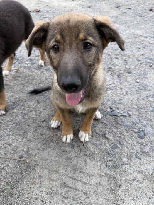 Дівчинка Соня самка собака цуценя щенок в добрі руки сука