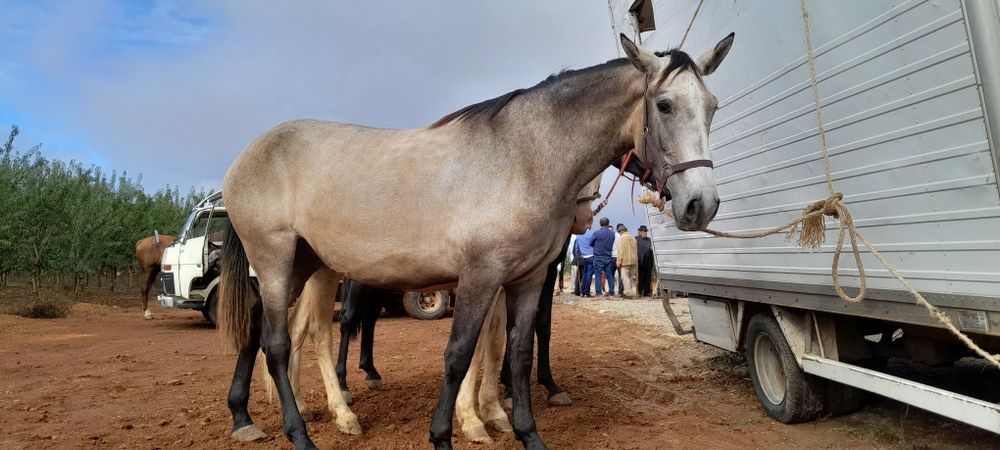 Poldra baia  com 3anos 1,70