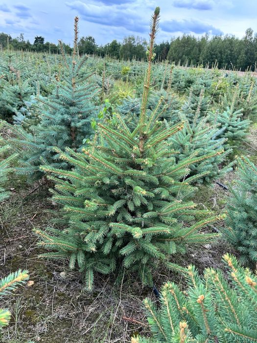 Świerk kaibab , klujacy , srebrny, plantacja