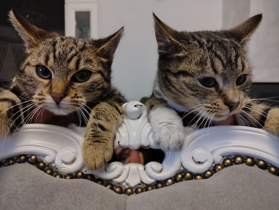 Oddam kotki w dobre ręce