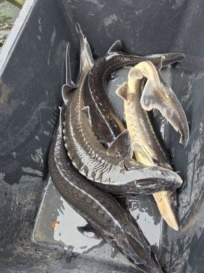 Witam posiadam narybek oraz kroczek amura, tołpygi, jesiotra