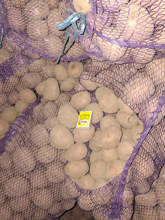 Продам картофель оптом, Полтавская обл.