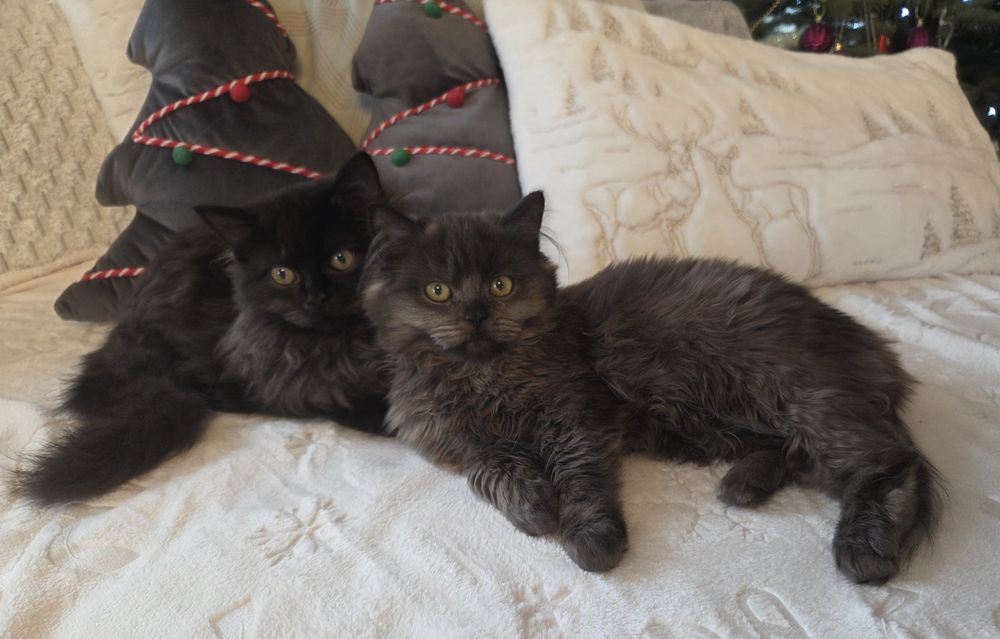 Rezerwacja Rea - kotka brytyjska dlugowlosa