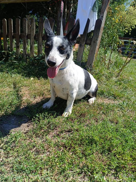 Mały i młody pies szuka domu. Adoptuj Tolka