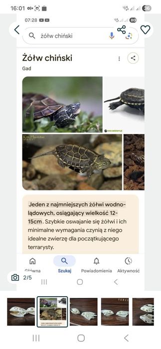 Czaszka 1 szt żółwik zolw  żółwia czacha plaz gad