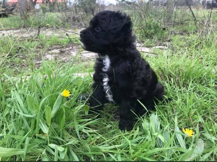 Filhotes de caniche