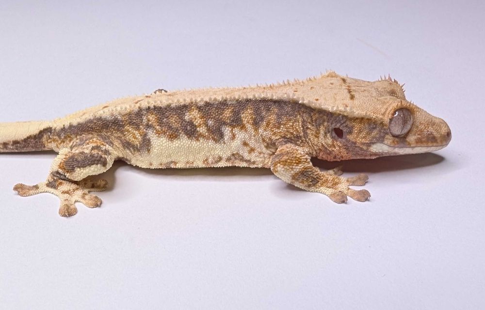 Gekon orzęsiony Lily White – 9 g, UNSEXED