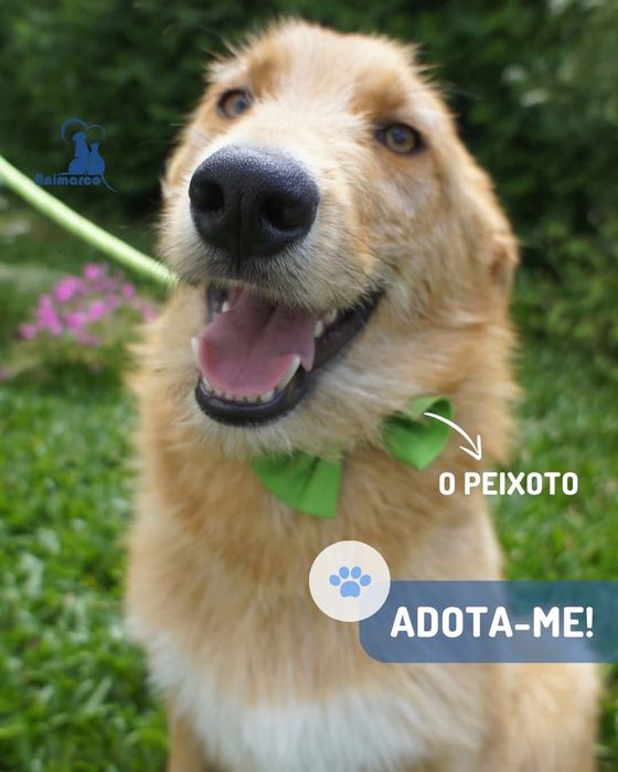 Peixoto cao para adoção