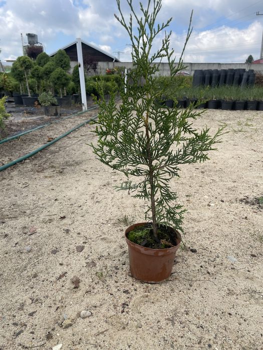 Th. Brabant 55-65cmDoniczka P10