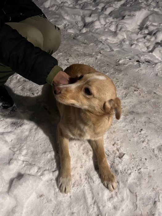 Собака, цуцик