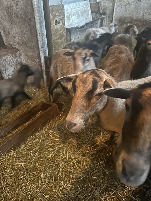 Barany, owce kameruńskie