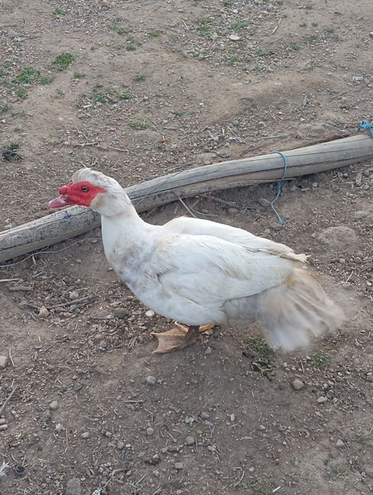 Casal de patos mudos