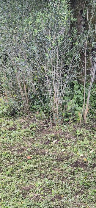 Limpeza de mato e erva