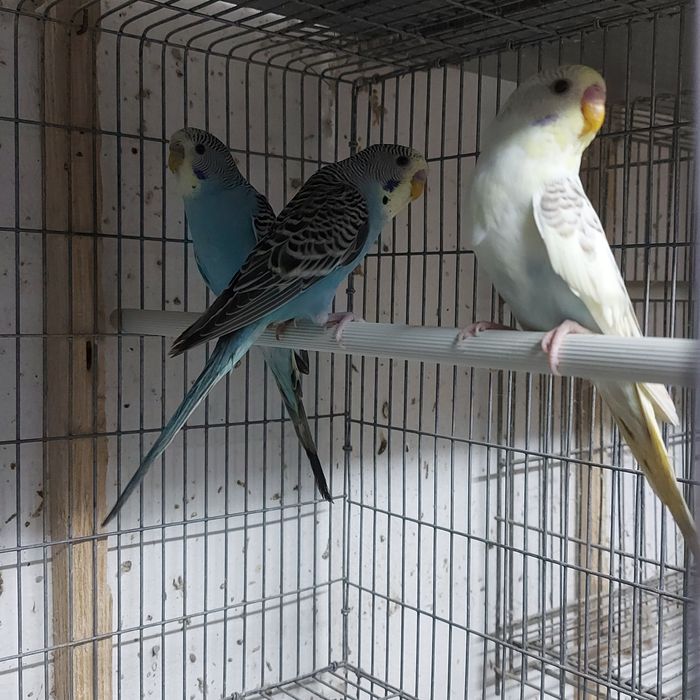 Periquitos Ondulados