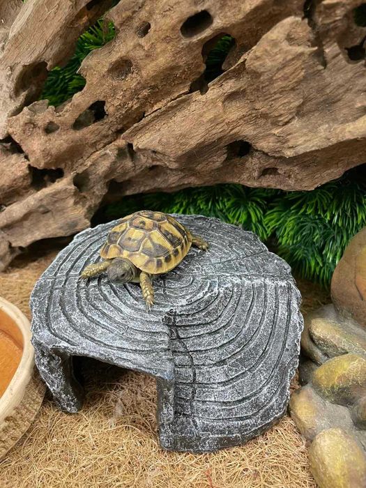 Декор в акваріум/тераріум