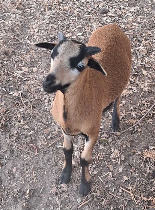Ovelha e Carneiro dos Camarões (Camaronesa)