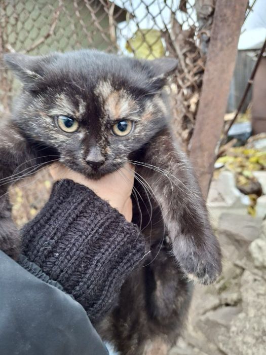 котик, кошеня, кіт