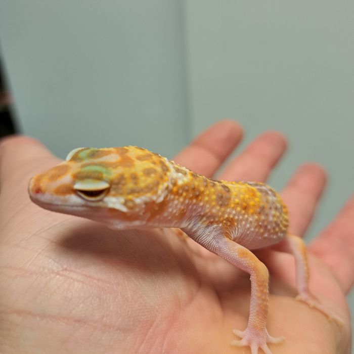 Gekon eublefar lamparci w GRUBY KOCUR Rzeszów