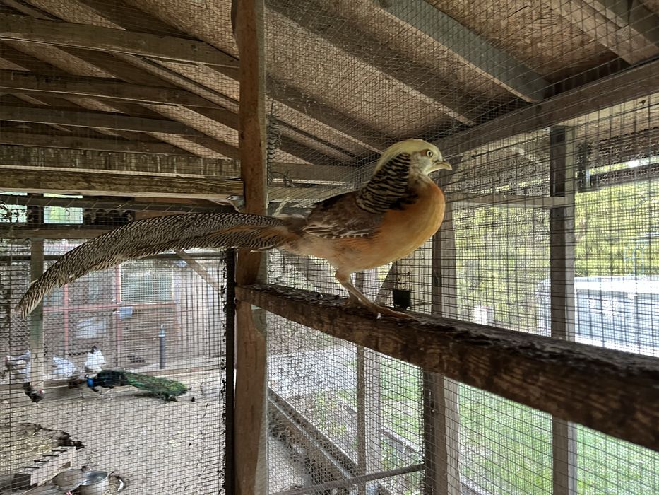 Bażant ozdobny          .