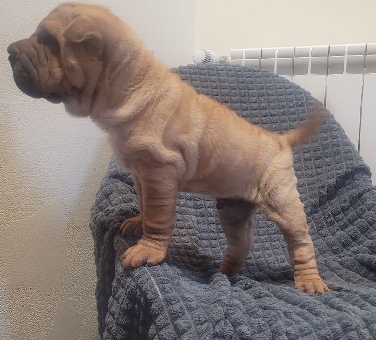 Sharpei bebé macho